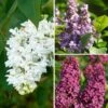 Lilas - Syringa Three Sisters -Boutique D'arbustes Lilas Syringa Three Sisters copyright adobestock 19048 1