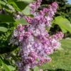Lilas Commun - Syringa Vulgaris Kindy Rose -Boutique D'arbustes Lilas commun Syringa vulgaris Kindy Rose copyright 1008732 1