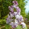Lilas Commun - Syringa Vulgaris Konchalovskii -Boutique D'arbustes Lilas commun Syringa vulgaris Konchalovskii LD 1008742 1