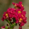 Lilas Des Indes - Lagerstroemia Indica Caroline Beauty 2 Lilas Des Indes - Lagerstroemia Indica Caroline Beauty -Boutique D'arbustes Lilas des Indes Lagerstroemia indica Caroline Beauty copyright 1006911 1
