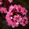 Lilas Des Indes - Lagerstroemia Indica Enduring Pink -Boutique D'arbustes Lilas des Indes Lagerstroemia indica Enduring Pink IF 1001392 1