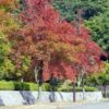 Liquidambar Formosana - Copalme De Chine -Boutique D'arbustes Liquidambar formosana 100715 1