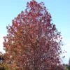 Liquidambar Styraciflua -Boutique D'arbustes Liquidambar styraciflua 84135 1