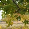 Liquidambar Styraciflua Aurea - Copalme D'Amérique -Boutique D'arbustes Liquidambar styraciflua Aurea 84137 1