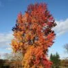 Liquidambar Styraciflua Golden Sun - Copalme D'Amérique -Boutique D'arbustes Liquidambar styraciflua Golden Sun 87894 1