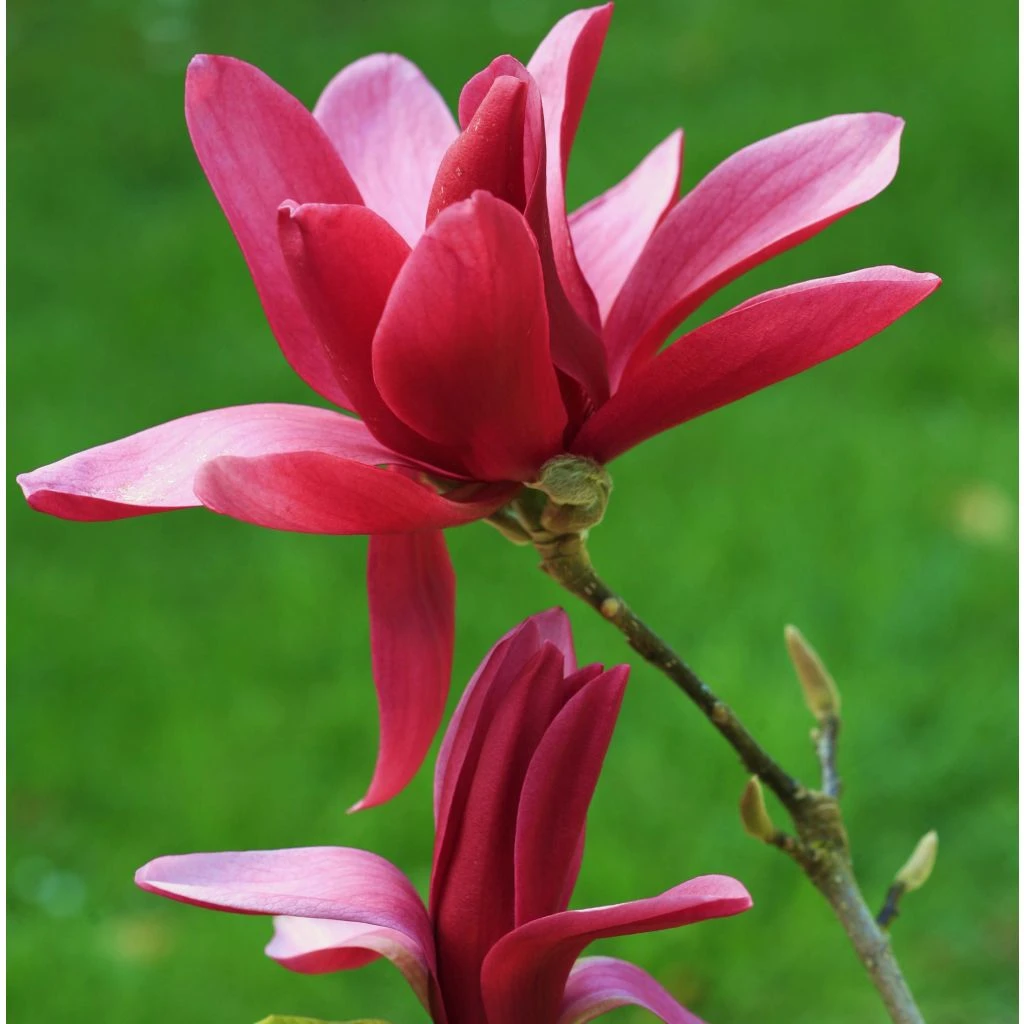 Magnolia Burgundy Star 3 Magnolia Burgundy Star