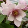 Magnolia Fairy Blush - Michelia Hybride -Boutique D'arbustes Magnolia Fairy Blush 0536 1