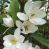 Magnolia Fairy White - Michelia Hybride -Boutique D'arbustes Magnolia Fairy White Michelia hybride blanc 79053 1