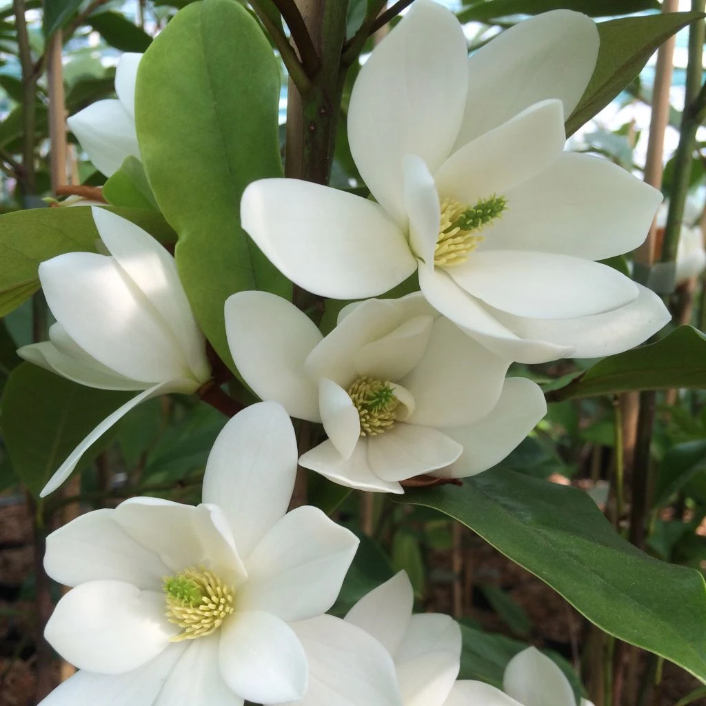 Magnolia Fairy White - Michelia Hybride 3 Magnolia Fairy White - Michelia Hybride