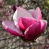 Magnolia March Till Frost -Boutique D'arbustes Magnolia March Till Frost copyright 1002691 1