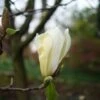 Magnolia Yellow Lantern -Boutique D'arbustes Magnolia Yellow Lantern copyright 18302 1