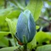 Magnolia Acuminata Blue Baby -Boutique D'arbustes Magnolia acuminata Blue Baby IF 17923 1
