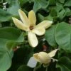 Magnolia Brooklynensis Yellow Bird -Boutique D'arbustes Magnolia brooklyniensisYellow Bird 84155 1