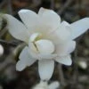 Magnolia Denudata Double Diamond - Magnolia Yulan -Boutique D'arbustes Magnolia denudata Double Diamond 781969 1