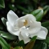 Magnolia Grandiflora Purpan -Boutique D'arbustes Magnolia grandiflora Purpan 87396 1