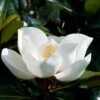 Magnolia Persistant D.d. Blanchard - Magnolias Grandiflora -Boutique D'arbustes Magnolia persistant Dd blanchard 85742 1