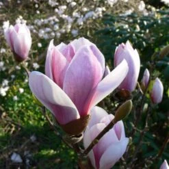 Magnolia Soulangeana Satisfaction