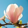 Magnolia Sprengeri Pink Beauty 2 Magnolia Sprengeri Pink Beauty -Boutique D'arbustes Magnolia sprengeri Pink Beauty 84168 1