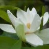 Magnolia Thompsoniana -Boutique D'arbustes Magnolia thompsoniana 84171 1
