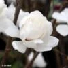 Magnolia Loebneri Wildcat -Boutique D'arbustes Magnolia x loebneri Wildcat 87397 1