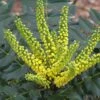 Mahonia Japonica Hivernant -Boutique D'arbustes Mahonia Japonica Hivernant 781779 1