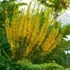 Mahonia Bealei -Boutique D'arbustes Mahonia bealei 89656 1