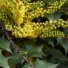 Mahonia (x) Wagneri Fireflame -Boutique D'arbustes Mahonia x wagneri Fireflame copyright 17030 1 1