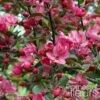 Pommier D'ornement - Malus Liset -Boutique D'arbustes Malus Liset 100153 1