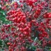 Pommier D'ornement - Malus Red Sentinel -Boutique D'arbustes Malus Red Sentinel LD PhillpiC 80092 1