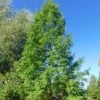 Metasequoia Glyptostroboides -Boutique D'arbustes Metasequoia glyptostroboides 84180 1