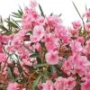 Laurier Rose - Nerium Oleander -Boutique D'arbustes Nerium oleander pot de 3L 83379 1
