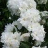 Seringat - Philadelphus Frosty Morn -Boutique D'arbustes Philadelphus Frosty Morn 84189 1
