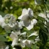 Seringat Des Jardins - Philadelphus Innocence -Boutique D'arbustes Philadelphus Innocence 7975 1
