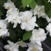 Seringat Blanc - Philadelphus Natchez -Boutique D'arbustes Philadelphus Natchez 84193 1