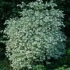 Seringat Des Jardins - Philadelphus Coronarius Variegatus -Boutique D'arbustes Philadelphus coronarius Variegatus 781845 1