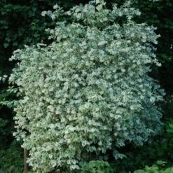 Seringat Des Jardins - Philadelphus Coronarius Variegatus