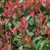 Photinia Little Red Robin -Boutique D'arbustes Photinia Fraseri Little Red Robin 781765 1
