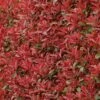 Photinia Fraseri Carré Rouge -Boutique D'arbustes Photinia fraseri Carre Rouge 85708 1
