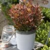 Photinia Fraseri Chico -Boutique D'arbustes Photinia fraseri Chico 85646 1