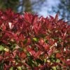 Photinia Fraseri Devil's Dream -Boutique D'arbustes Photinia fraseri Devil s Dream IF 17927 1