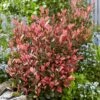 Photinia Fraseri Little Fenna -Boutique D'arbustes Photinia fraseri Little Fenna copyright 17928 1