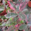 Photinia Fraseri Louise -Boutique D'arbustes Photinia fraseri Louise 85797 1