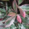 Photinia Fraseri Pink Marble -Boutique D'arbustes Photinia fraseri Pink Marble 7589 1
