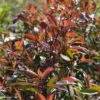 Photinia Fraseri Red Ballcoon -Boutique D'arbustes Photinia fraseri Red Ballcoon V 19040 1