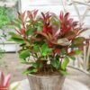 Photinia Fraseri Red Light -Boutique D'arbustes Photinia fraseri Red Light copyright 17929 1