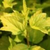 Physocarpus Opulifolius Angel Gold - Physocarpe -Boutique D'arbustes Physocarpus opulifolius Angel Gold 84201 5