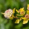 Physocarpus Opulifolius Tiny Wine Gold -Boutique D'arbustes Physocarpus opulifolius Tiny Wine Gold copyright 1007661 1