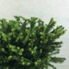 Epicea Commun - Picea Abies Maxwellii -Boutique D'arbustes Picea abies Maxwellii 679002 1