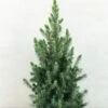 Epinette Blanche - Picea Glauca Conica Blue -Boutique D'arbustes Picea glauca Conica Blue 0684002 1