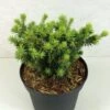 Epinette Blanche - Picea Glauca Cy's Wonder -Boutique D'arbustes Picea glauca Cy s Wonder 685002 1